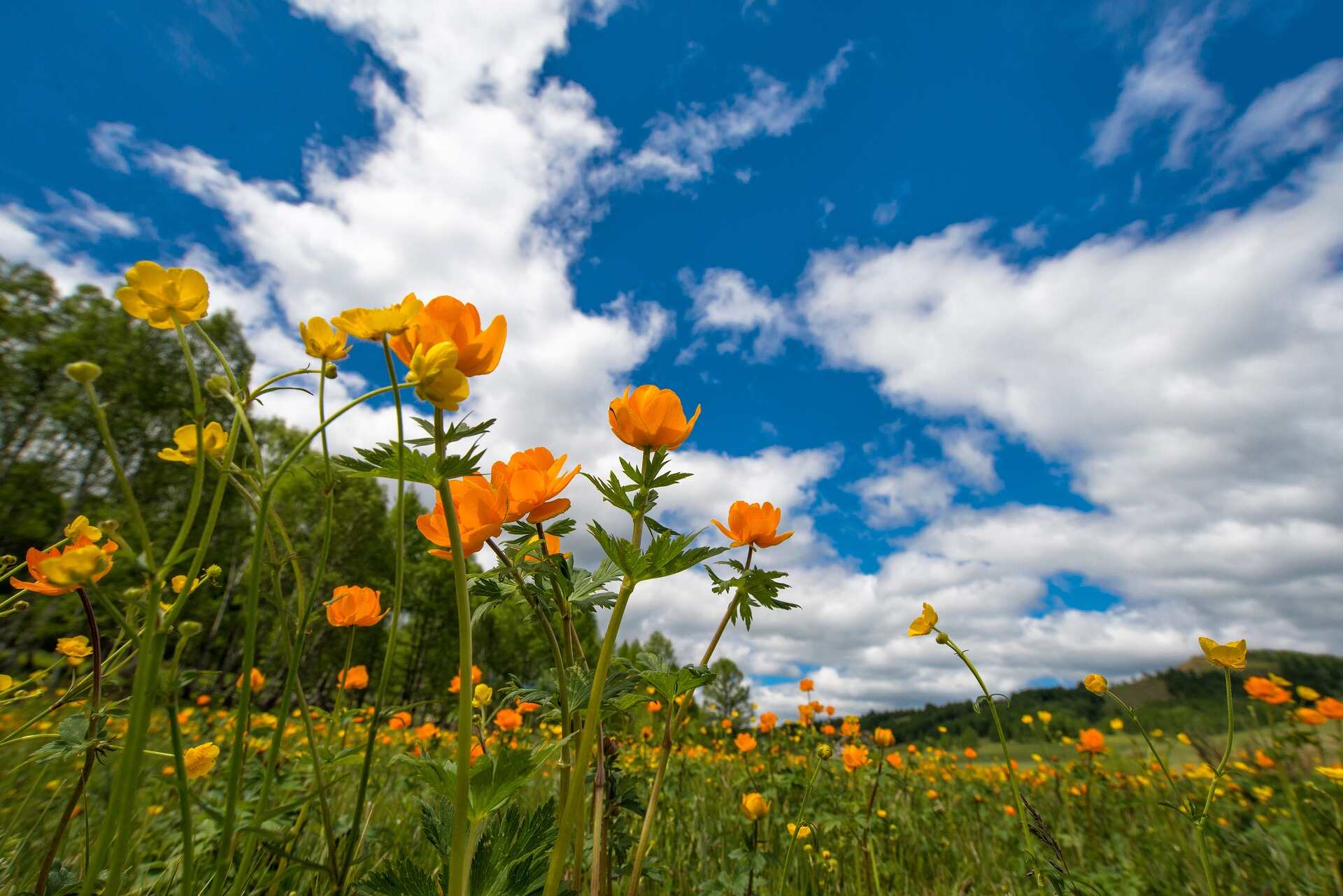 Village during spring season