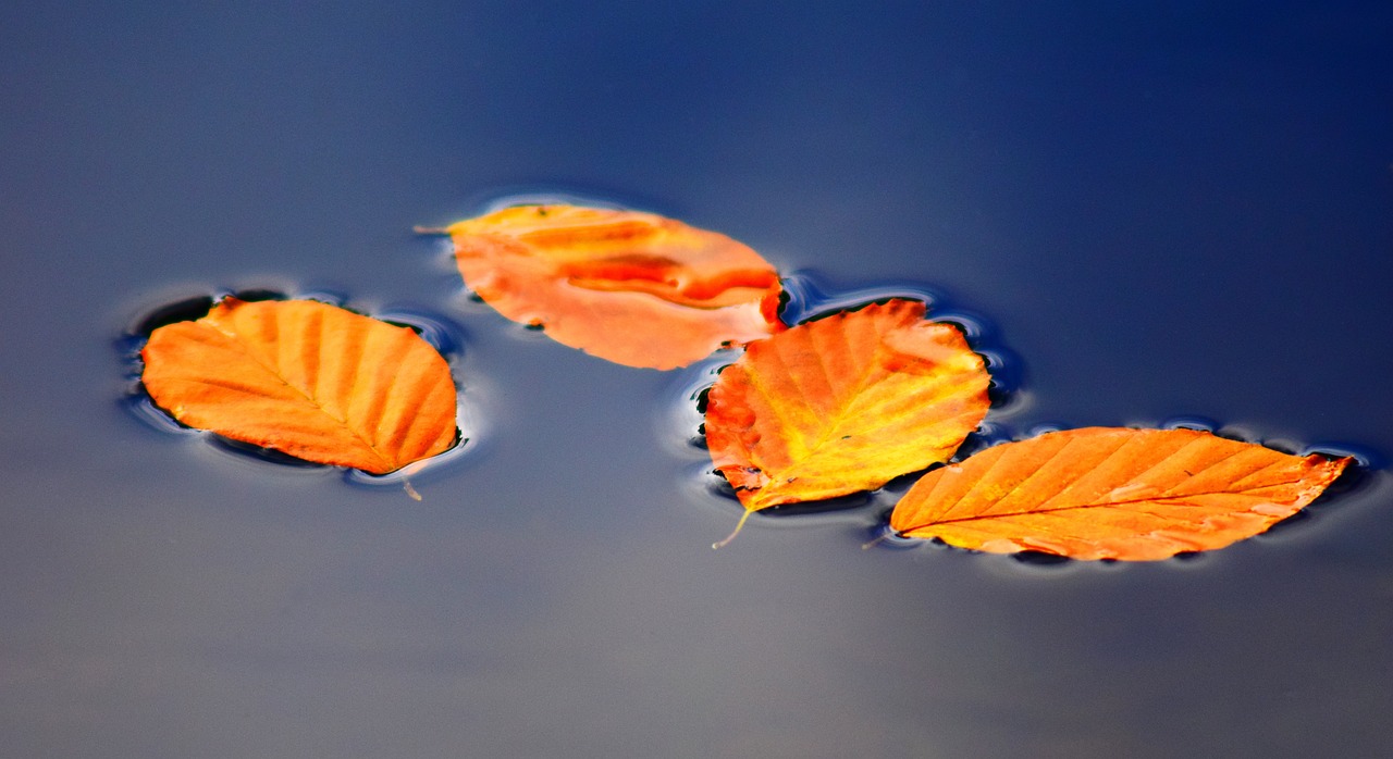 leaves and pond